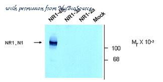 MyBioSource MBS642225 image 1