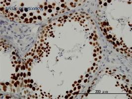 MyBioSource MBS642845 image 3