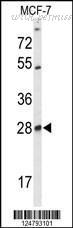MyBioSource MBS644934 image 1