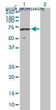 MyBioSource MBS646833 image 1