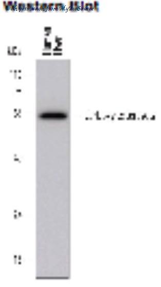MyBioSource MBS647447 image 1