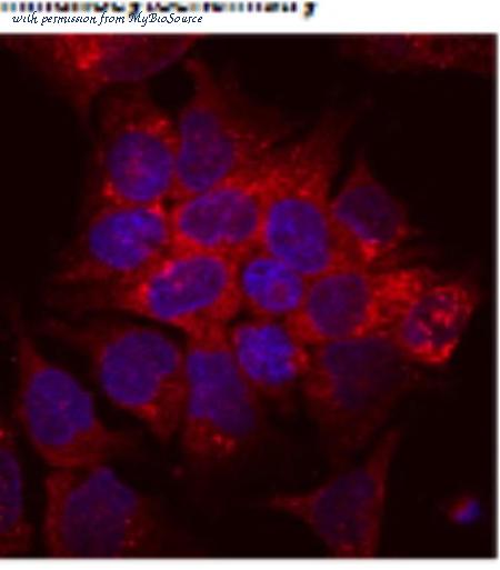 MyBioSource MBS647447 image 2