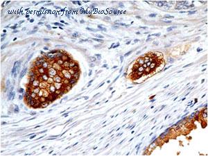 MyBioSource MBS668020 image 2