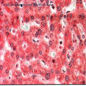 MyBioSource MBS668027 image 2