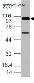 MyBioSource MBS668173 image 1
