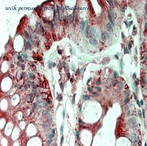 MyBioSource MBS668173 image 2