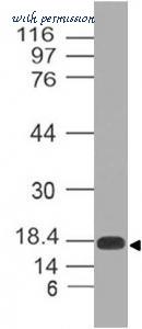 MyBioSource MBS668201 image 1