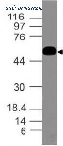 MyBioSource MBS668203 image 1