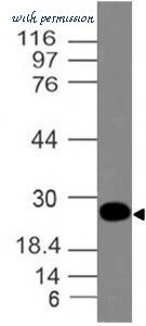 MyBioSource MBS668218 image 1