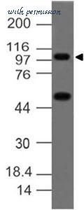 MyBioSource MBS668220 image 1