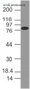 MyBioSource MBS669032 image 1
