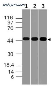 MyBioSource MBS669040 image 1