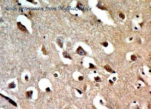 MyBioSource MBS669040 image 2