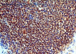 MyBioSource MBS669040 image 3