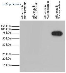 MyBioSource MBS670330 image 1