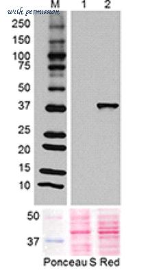MyBioSource MBS680053 image 1