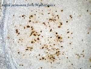 MyBioSource MBS684137 image 1