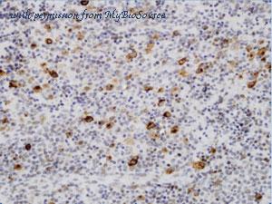 MyBioSource MBS684137 image 2