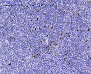 MyBioSource MBS684137 image 3