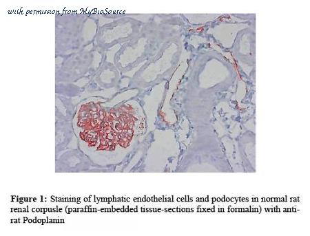MyBioSource MBS690143 image 1