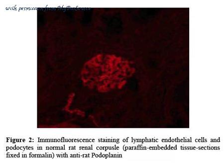 MyBioSource MBS690143 image 2