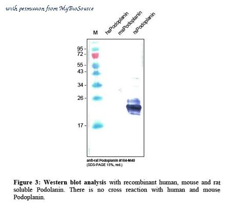 MyBioSource MBS690143 image 3