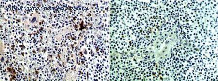 MyBioSource MBS690292 image 1