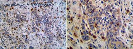 MyBioSource MBS690292 image 2