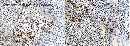 MyBioSource MBS690572 image 1