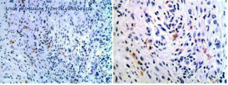 MyBioSource MBS690572 image 2