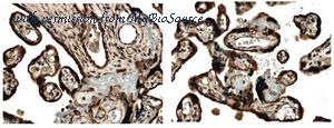 MyBioSource MBS690711 image 1