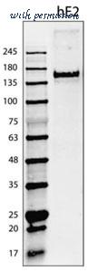 MyBioSource MBS690727 image 1