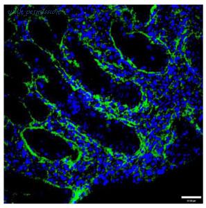 MyBioSource MBS690727 image 2