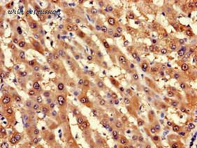 MyBioSource MBS7002083 image 1
