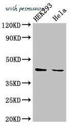 MyBioSource MBS7002083 image 2