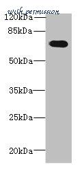 MyBioSource MBS7002179 image 1