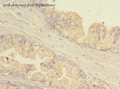MyBioSource MBS7002179 image 2