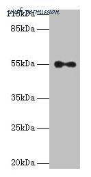 MyBioSource MBS7002939 image 1