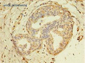 MyBioSource MBS7002939 image 3