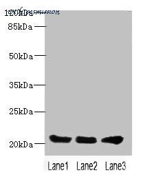 MyBioSource MBS7003196 image 1