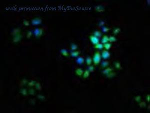 MyBioSource MBS7004396 image 1