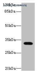 MyBioSource MBS7004396 image 2