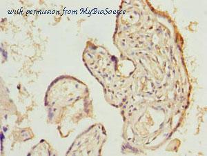 MyBioSource MBS7004396 image 3