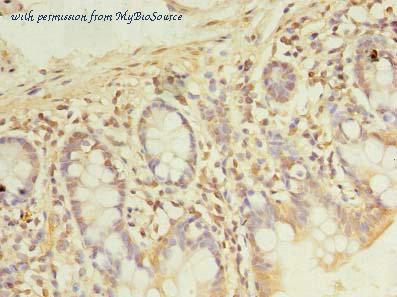 MyBioSource MBS7005086 image 3