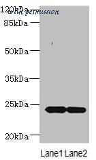 MyBioSource MBS7005526 image 1