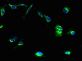 MyBioSource MBS7005526 image 2