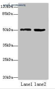 MyBioSource MBS7006407 image 1