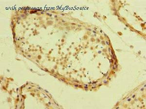 MyBioSource MBS7006407 image 3
