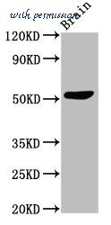 MyBioSource MBS7044073 image 1