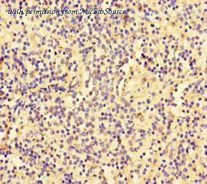 MyBioSource MBS7044073 image 2